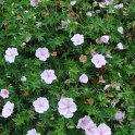 Geranium sanguineum var.striatum